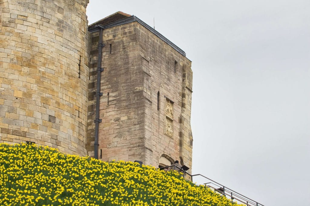 Part of the wall of a medieval tower called Clifford's Tower, atop a grass banking covered in daffodils